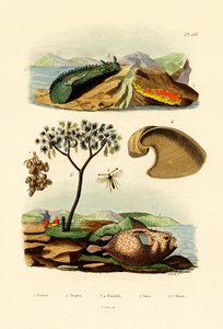 Kogelvis